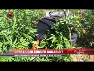 Operacioni kundër kanabisit - News, Lajme - Vizion Plus
