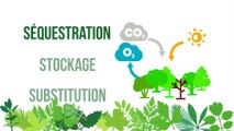Gestion durable des forêts...