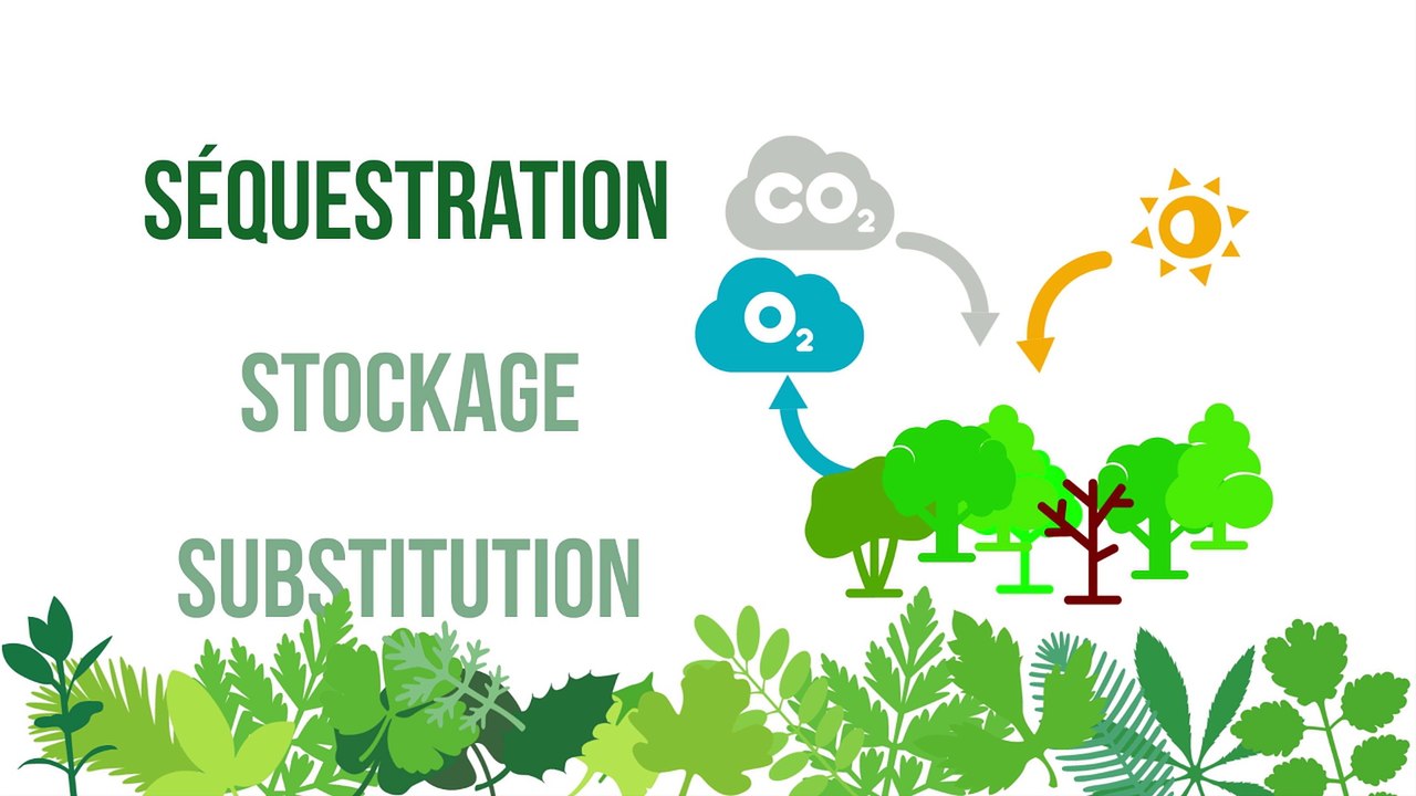 Gestion durable des forêts...