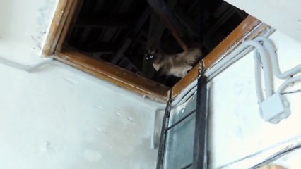 Как кошка спускается с чердака