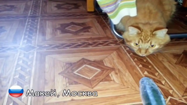 Русские коты НЕ боятся огурцов