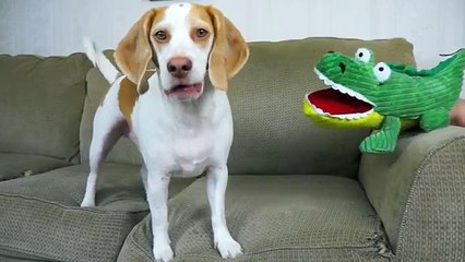 Dog Has Hilarious Reaction to Alligator Puppet- Funny Dog Maymo