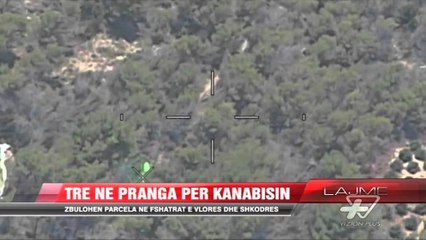 Zbulohen parcela me kanabis Vlorë e Shkodër - News, Lajme - Vizion Plus