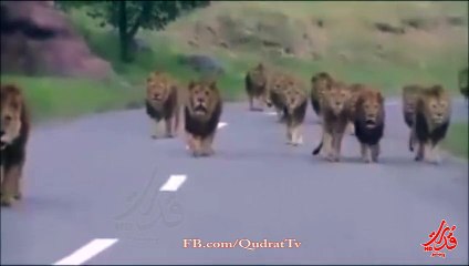 Lion defeats all in 2nd phase of local body elections