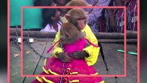 MONKEY'S Get Married In India  Weird Asia