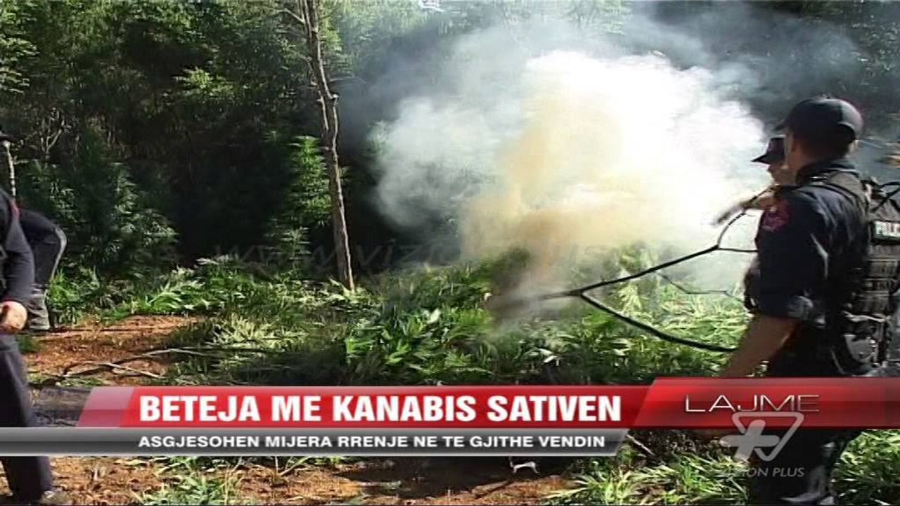 Asgjësimi i kanabisit nëpër Shqipëri - News, Lajme - Vizion Plus