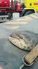Very Very Big Snake Caught In The Main City