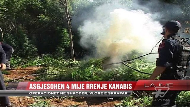 Asgjësohen 4 mijë rrënjë kanabis - News, Lajme - Vizion Plus