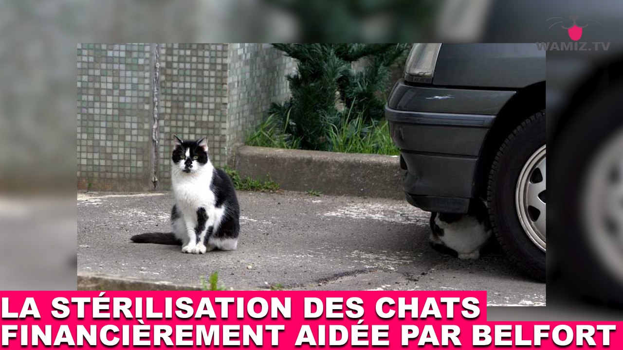 La stérilisation des chats financièrement aidée par la mairie de Belfort ! À regarder tout de suite dans la minute chat #54