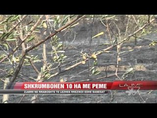 Shkrumbohen 10 hektarë me pemë - News, Lajme - Vizion Plus