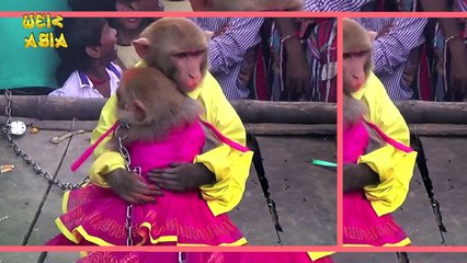 MONKEY'S Get Married In India | Weird Asia