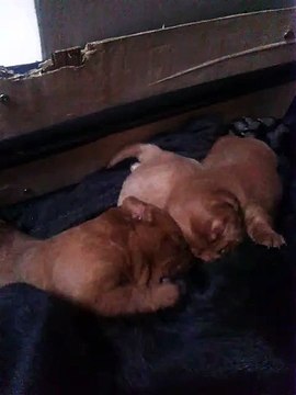 Three cute puppies Breast feeding from their mom