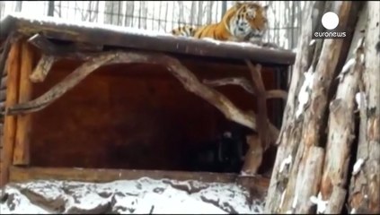 Un tigre devient ami avec la chèvre qu'il était censé manger