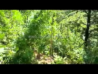 PA KOMENT: Aksioni antinakabis në Dukagjin - Top Channel Albania - News - Lajme