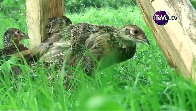 La Fédération des Chasseurs du Calvados : lâcher de faisans pour une chasse durable [TéVi] 15_11_30