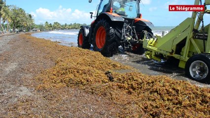 Guadeloupe : algues sargasses, un fléau qui ne cesse de s'amplifier (Le Télégramme)