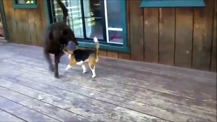 Смешные собаки Бигль.