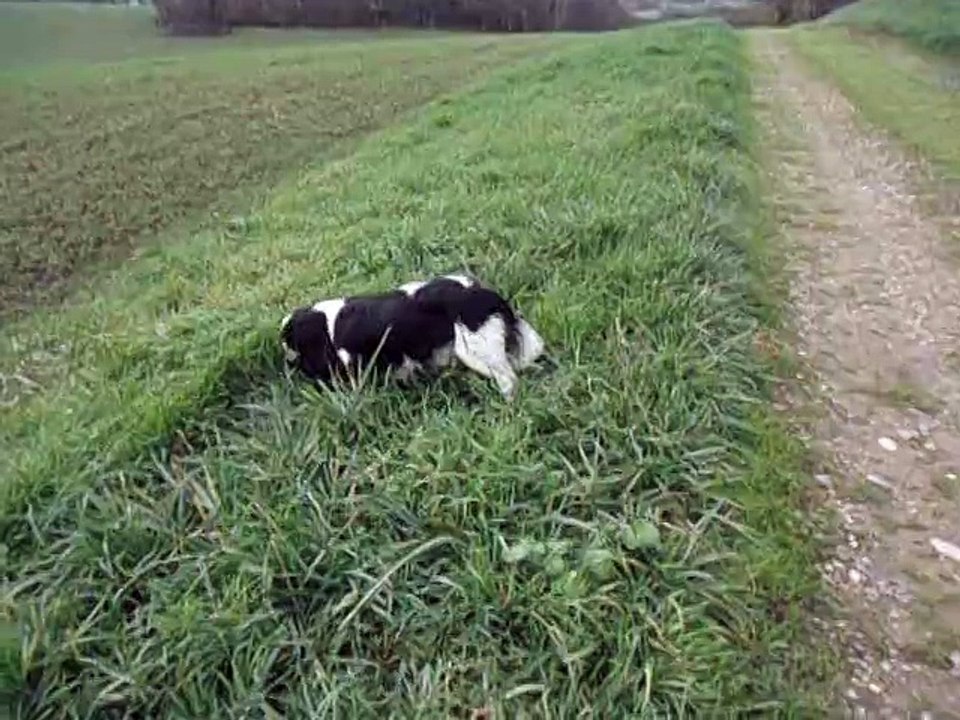INTREPIDE nov 2015 . Mâle Cavalier King Charles née le 04 06 2013