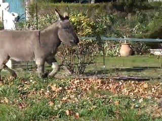 MAQ03226 les ânes  Ninon  & Tom et les SB Fayard  &  Géant