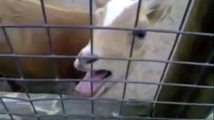 Funny Goats Screaming voive like Humans