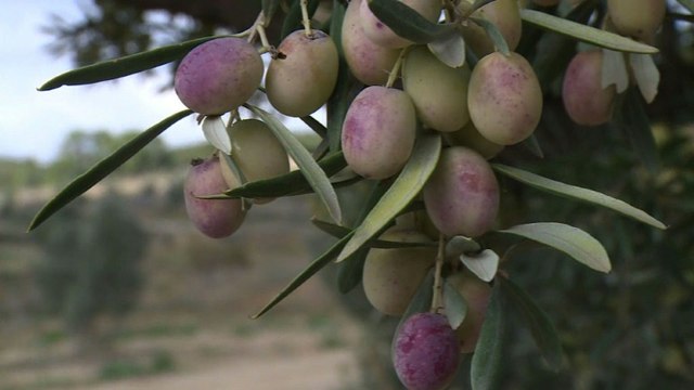 Le changement climatique menace l' or vert tunisien