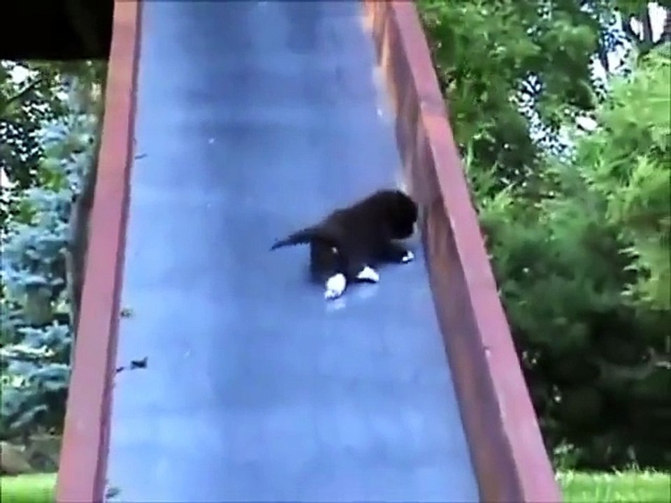 Top 10 Cute And Funny Animals