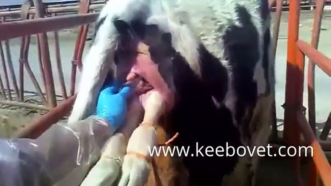 Veterinary Bovine Medicine