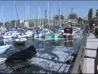 FENOMEN I ÇUDITSHEM MILIONA PESHQ TE NGORDHUR NE KALIFORNI LAJM