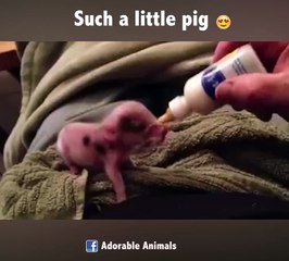 Such a little pig - Adorable