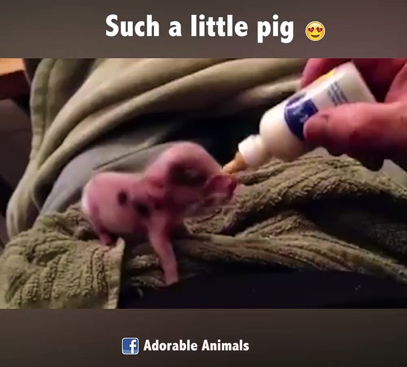 Un petit cochon trop mignon... C'est l'heure de manger