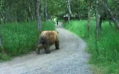 Giant Grizzly Bear Walking Past Our Cabin