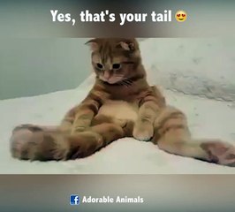 Oui c'est ta queue... Chat trop mignon!