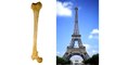 Think Like a Tree - Did You Know the Eiffel Tower Was Inspired by Your Femur?