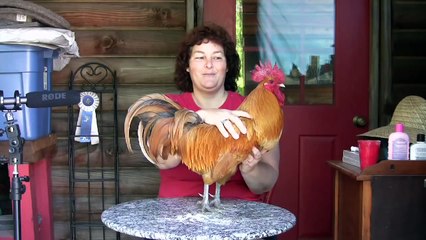 Homestead 25  All About Chickens