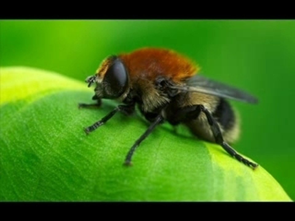 Sourate 16 ♥ LES ABEILLES ♥ Lu en Français ♥ Marie Kettani ♥‎ مــاري الـكـتـانــي