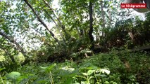 COP21. Guadeloupe : aux Abymes, la mangrove est préservée
