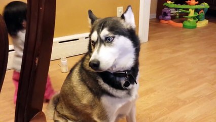 Cute Siberian Husky Dogs Love Babies Compilation 2015 - FunnyTV