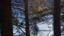 SNOW MONKEYS JAPAN Alps Macaque |