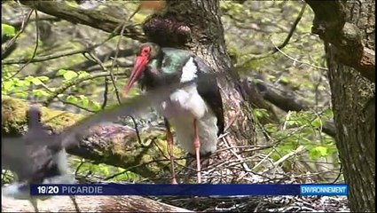 Les cigognes noires de St-Michel-en-Thiérache