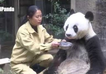 Giant Panda Celebrates 35th Birthday