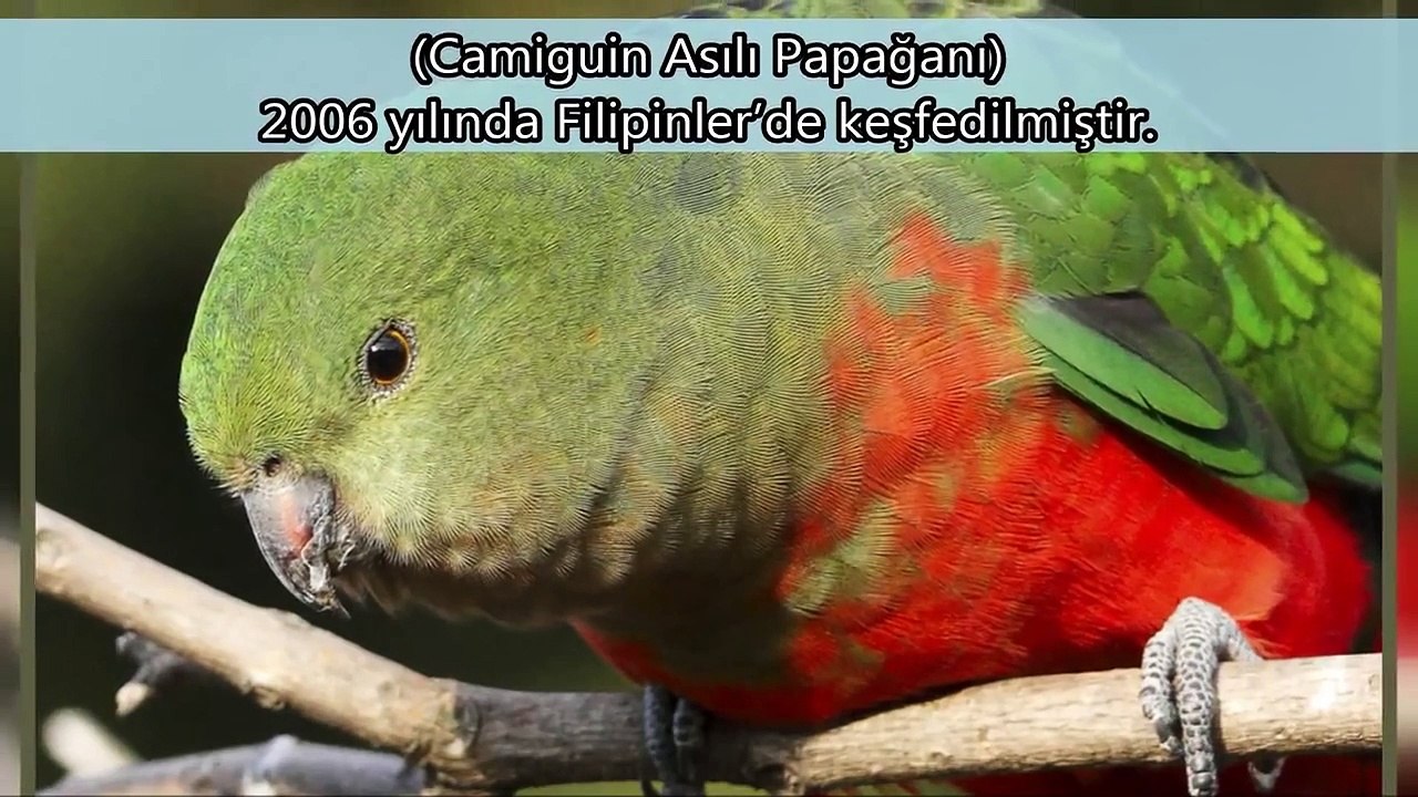 Son 10 Yılda Keşfedilmiş 15 Yeni Hayvan Türü