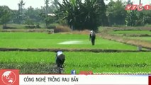 Phun dầu nhớt thải cho rau muống xanh ở Sài Gòn
