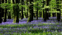 Relax with 1 hour of Soothing Nature Sounds from the Forest in Full HD-Birds Singing