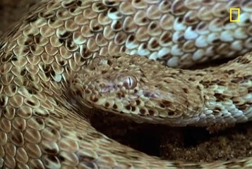 snake hunt a wizard in desert