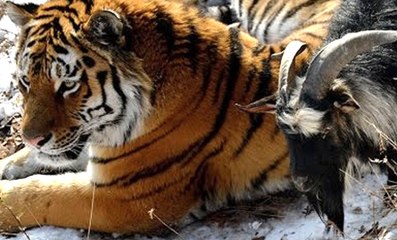 Un tigre se lie d'amitié avec la chèvre qu'il devait manger !