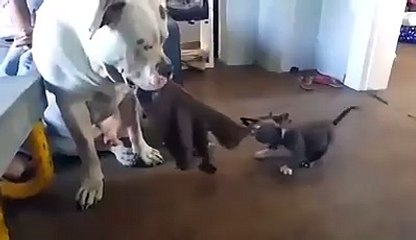 Puppy tries to take blanket from mum