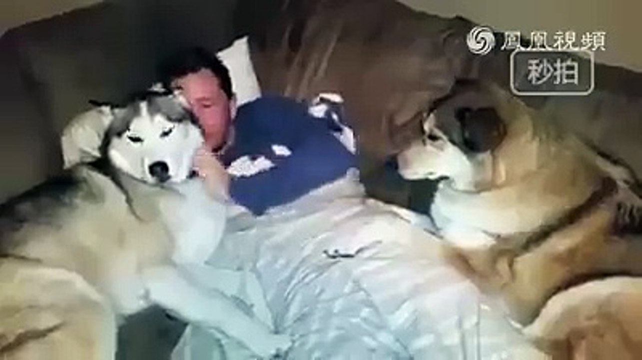 Jealous dog