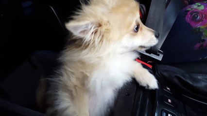 Firefox се вози малко