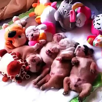 Bulldog puppies sleeping