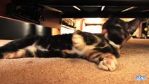 Une Compilation de Chats qui ont un Gros besoin d'Intimité